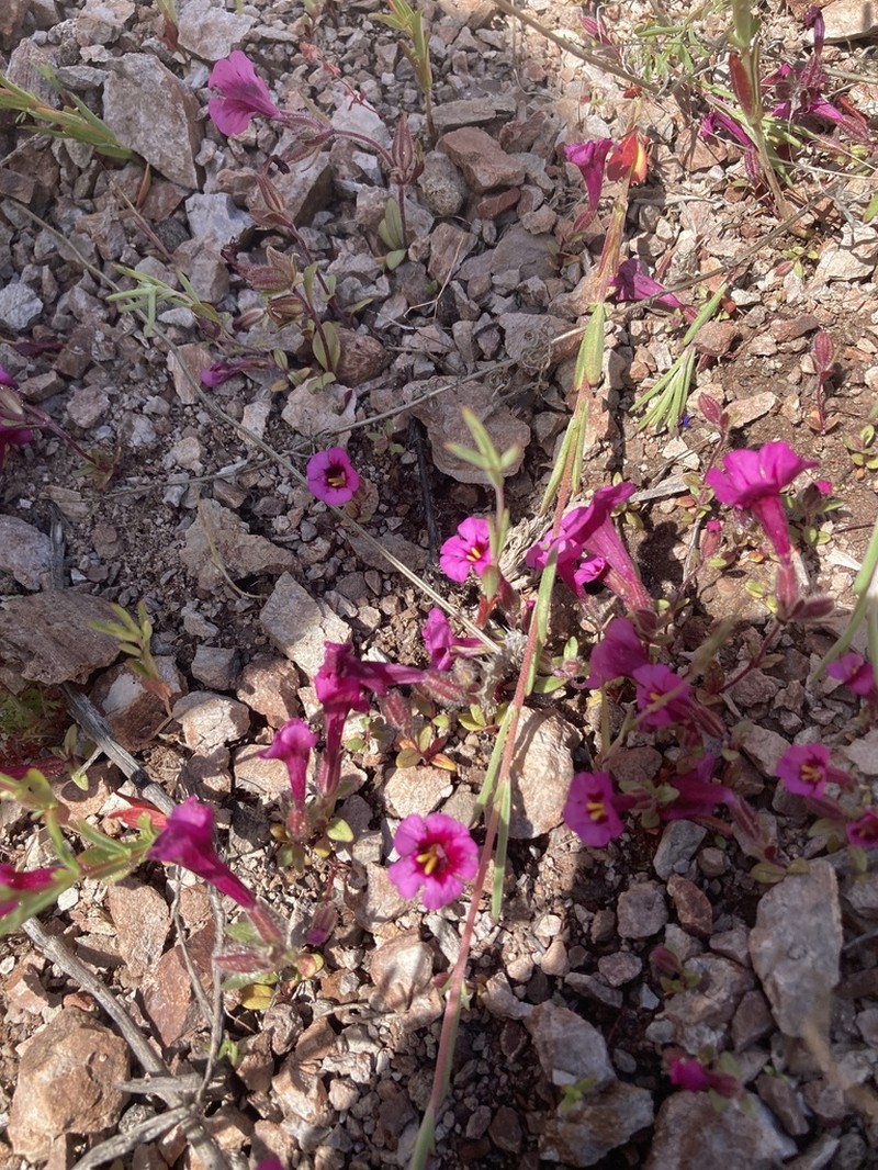 Fremont's Monkeyflower photo 2