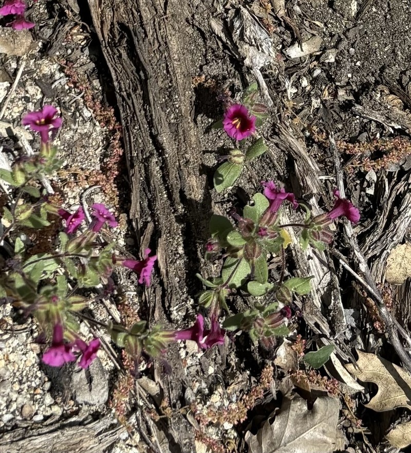 Fremont's Monkeyflower photo 3