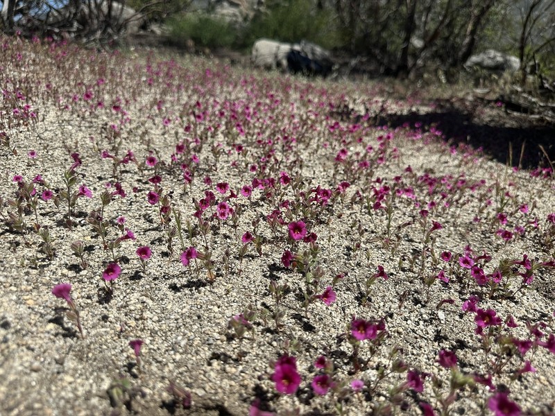 Fremont's Monkeyflower photo 4