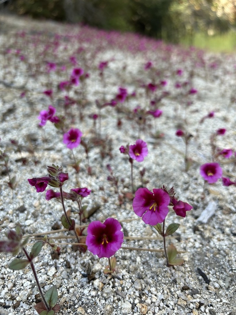 Fremont's Monkeyflower photo 6