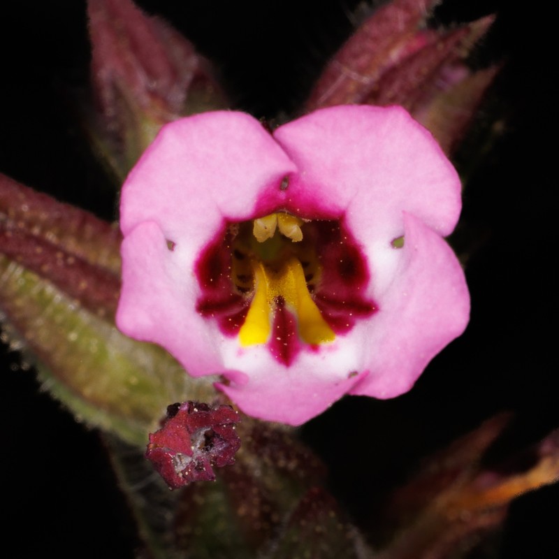 Fremont's Monkeyflower photo 8