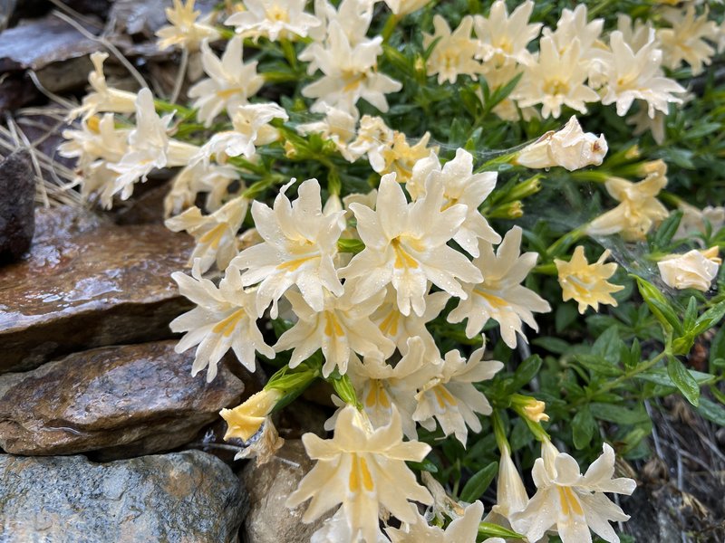 Largeflower Bush Monkeyflower