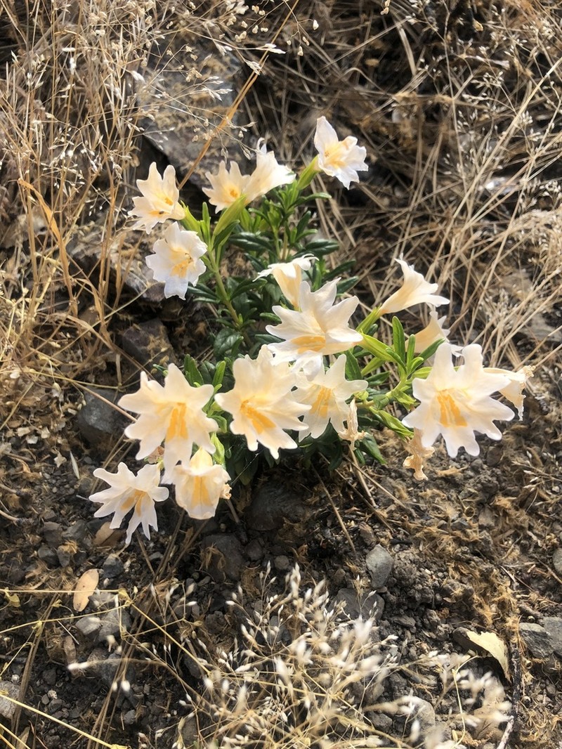 Largeflower Bush Monkeyflower