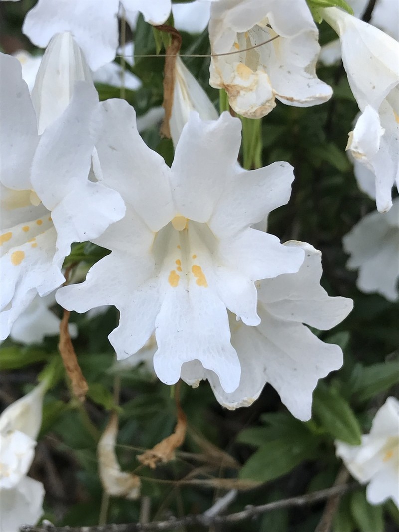 Largeflower Bush Monkeyflower photo 2