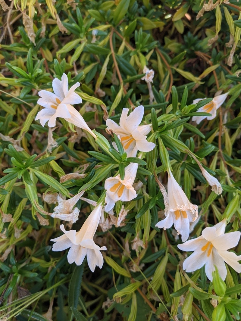 Largeflower Bush Monkeyflower photo 3