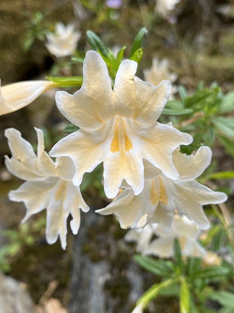 Largeflower Bush Monkeyflower photo 4