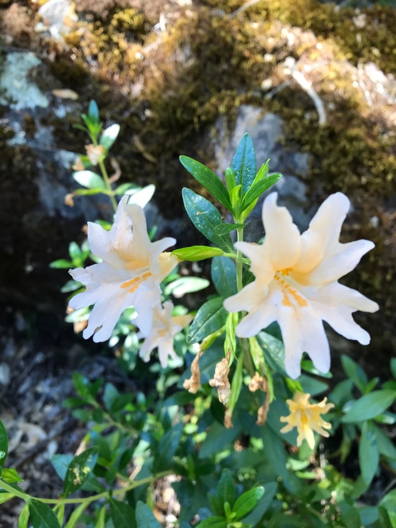 Largeflower Bush Monkeyflower photo 5