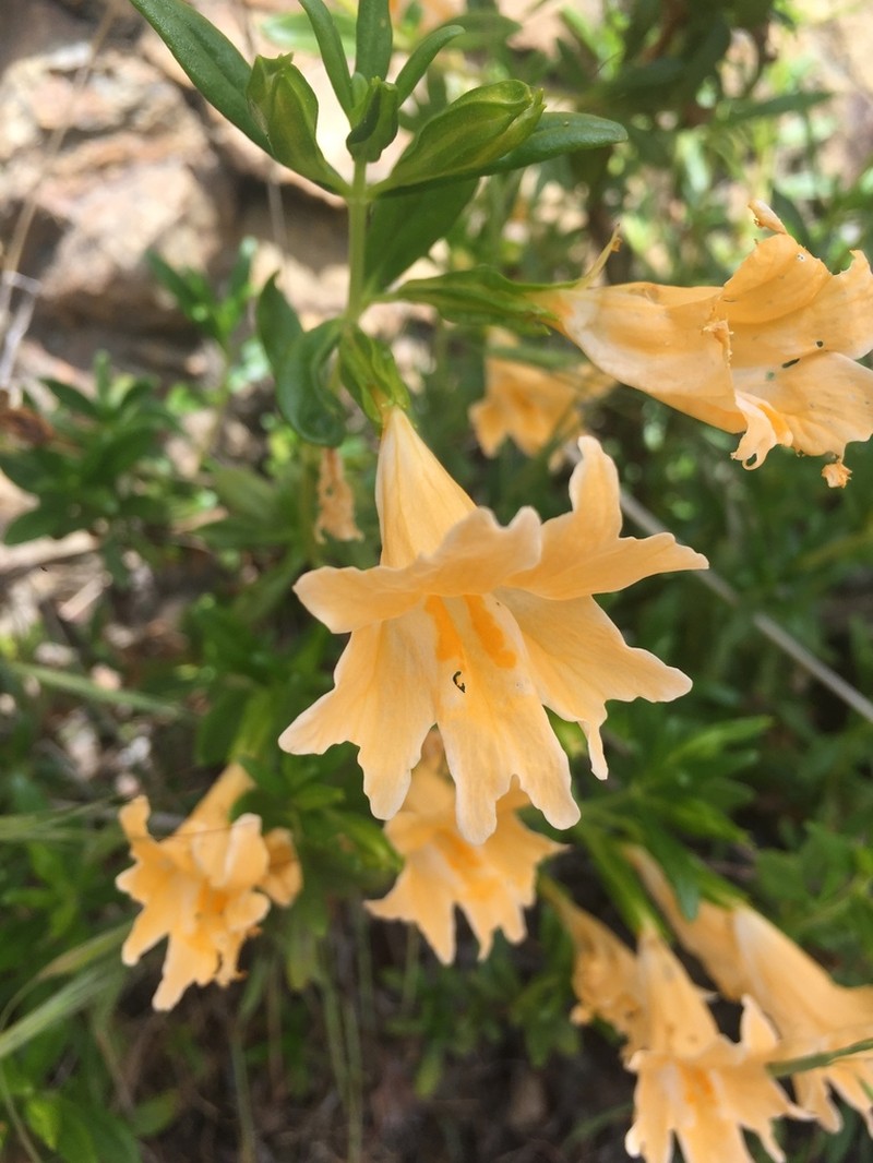 Largeflower Bush Monkeyflower photo 6