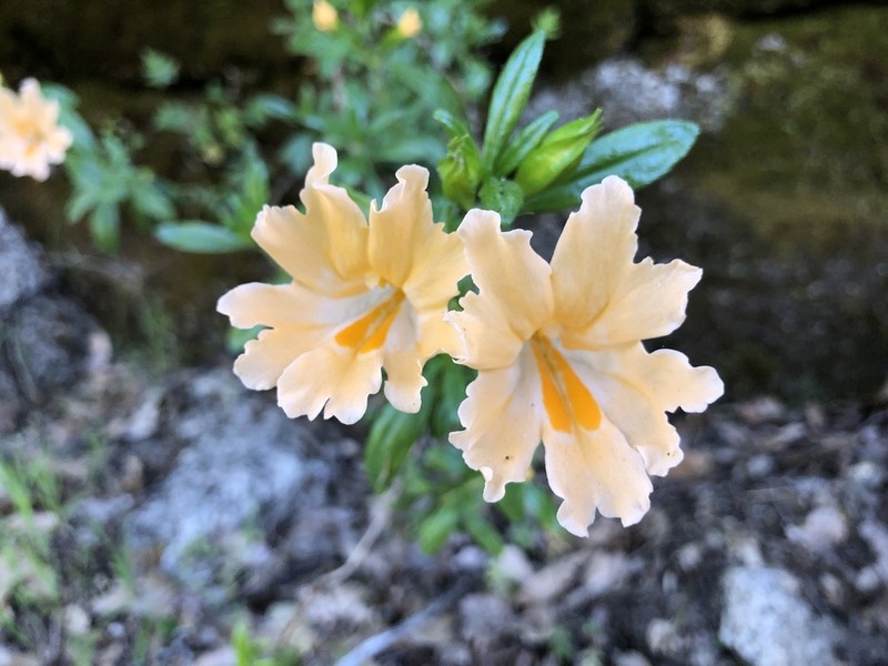Largeflower Bush Monkeyflower photo 7