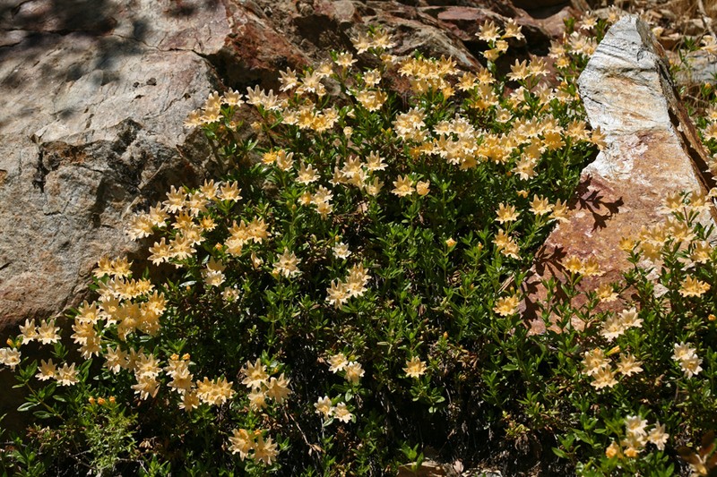 Largeflower Bush Monkeyflower photo 8