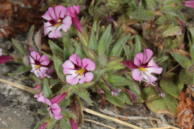 Diplacus graniticola photo 3