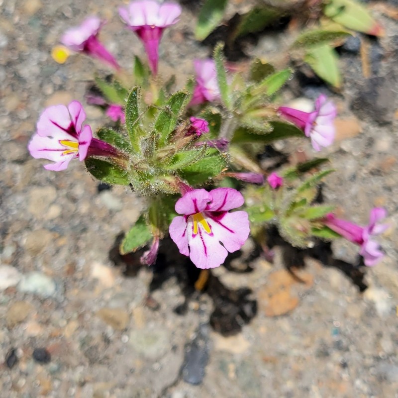 Diplacus graniticola photo 4