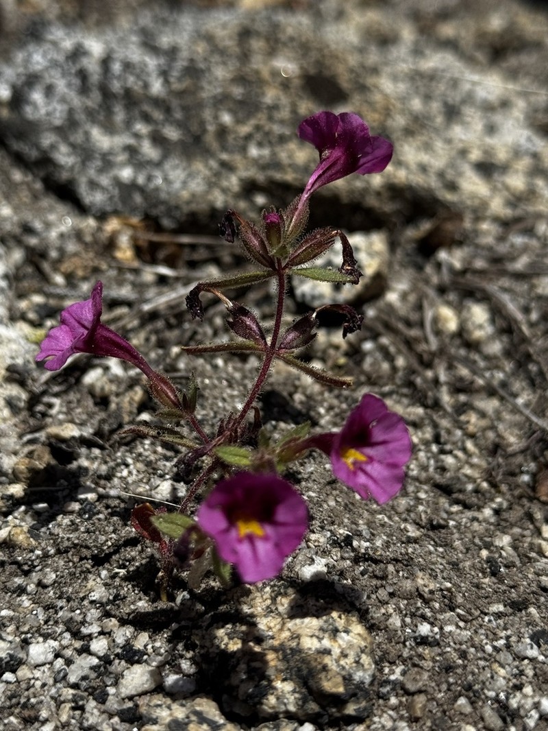 Diplacus graniticola photo 5