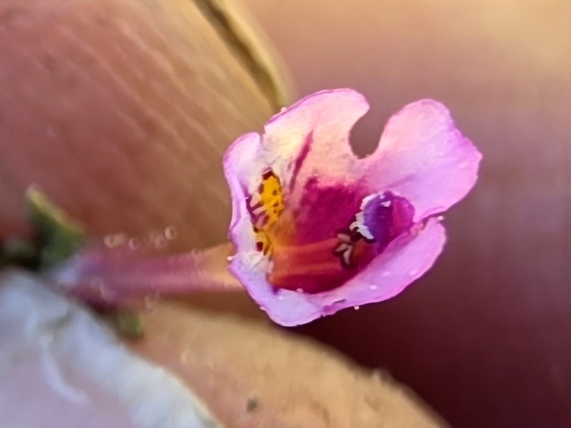 Diplacus jepsonii