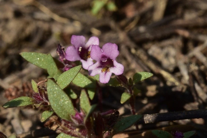 Diplacus jepsonii photo 2