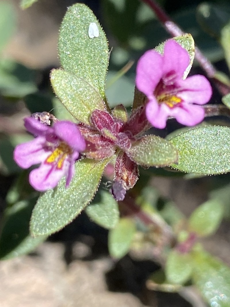 Diplacus jepsonii photo 4