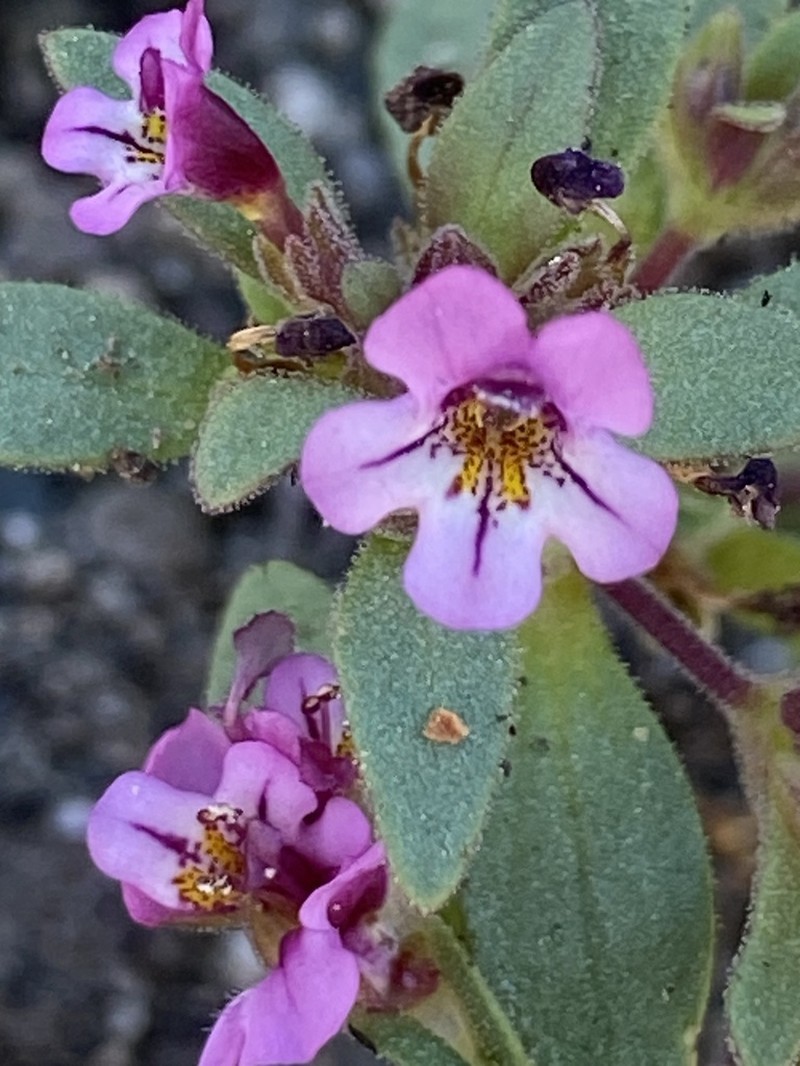 Diplacus jepsonii photo 6