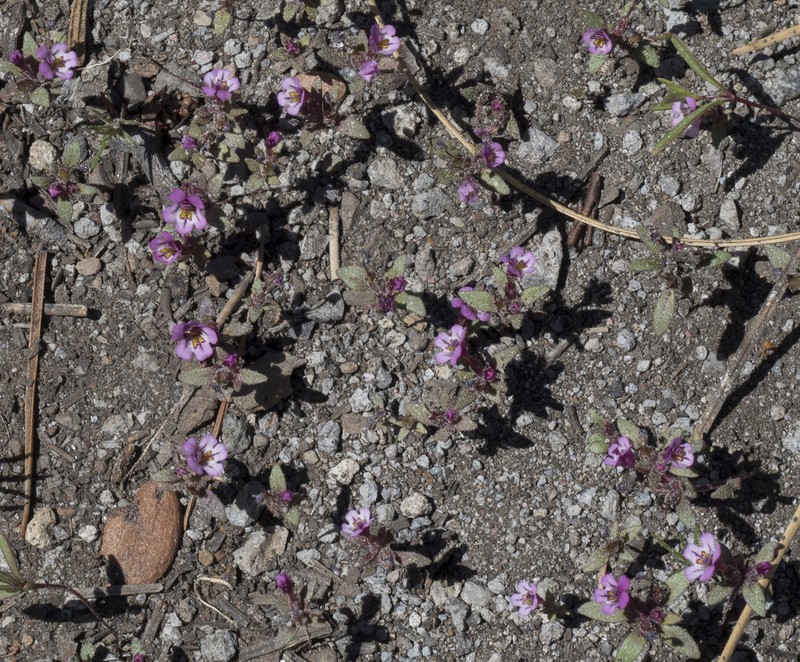 Diplacus jepsonii photo 8