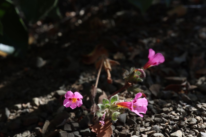 Johnston's Monkeyflower