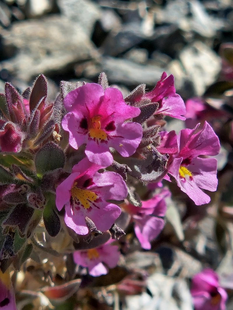 Johnston's Monkeyflower photo 2