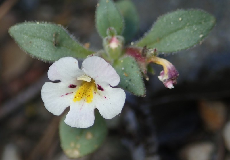 Johnston's Monkeyflower photo 3
