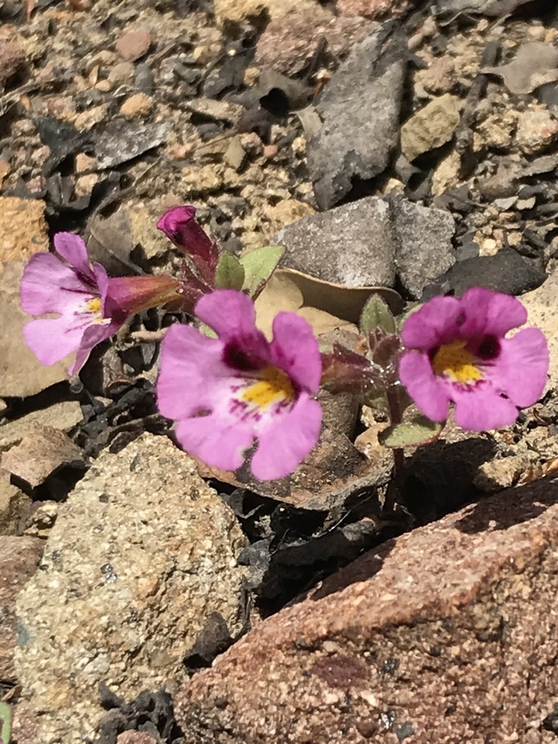 Johnston's Monkeyflower photo 4