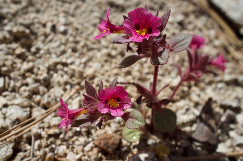 Johnston's Monkeyflower photo 5