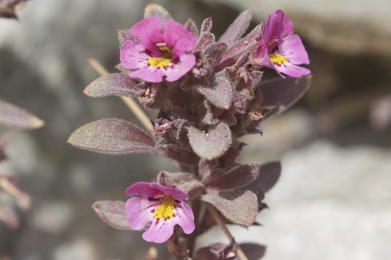Johnston's Monkeyflower photo 6