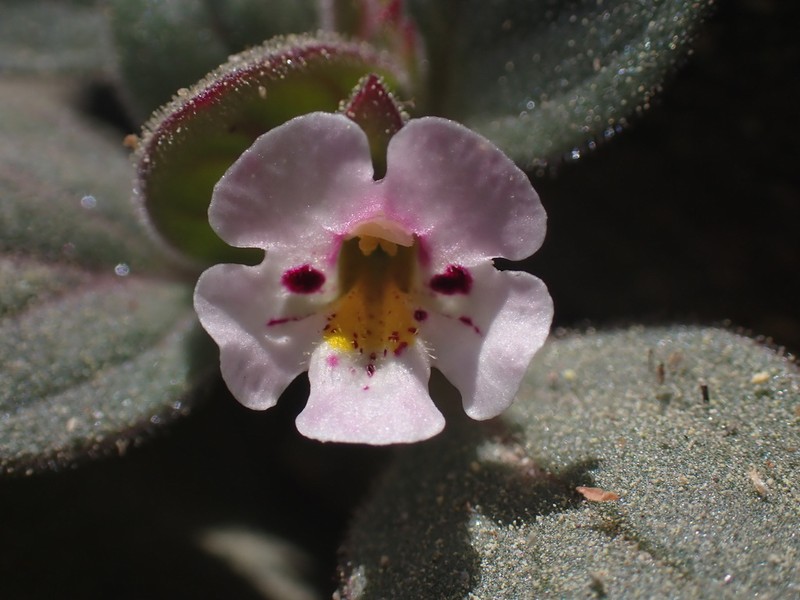 Johnston's Monkeyflower photo 8