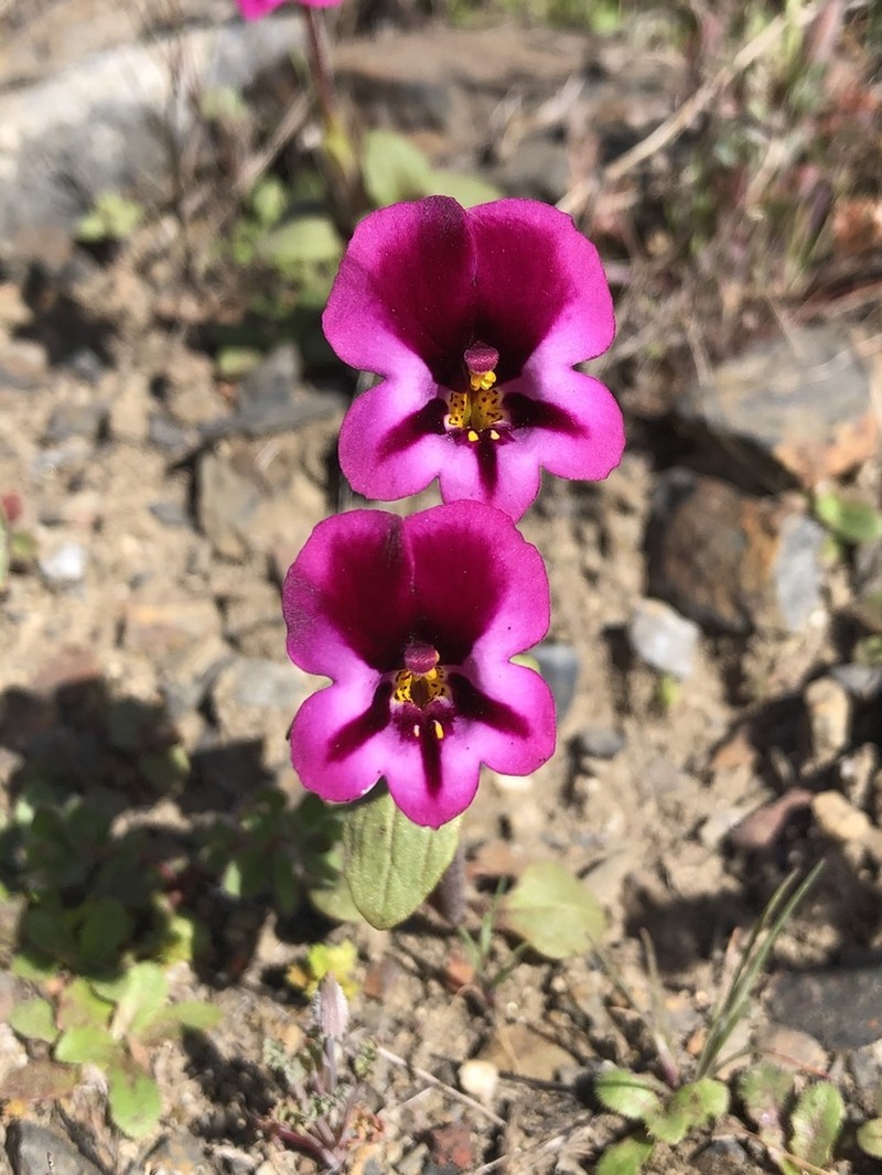 Kellogg's Monkeyflower