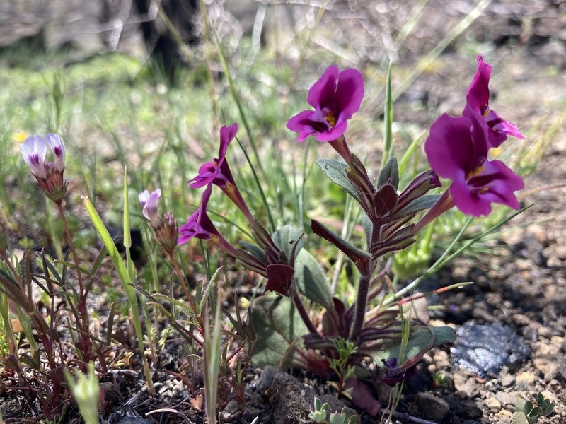 Kellogg's Monkeyflower photo 2