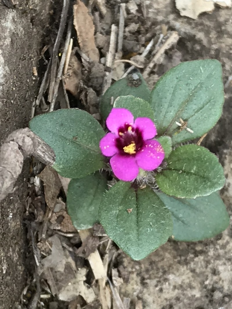 Kellogg's Monkeyflower photo 3