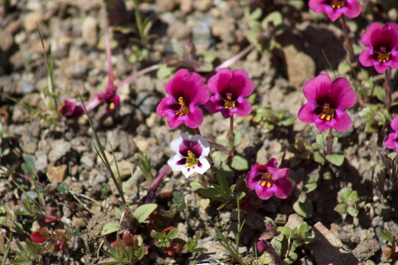 Kellogg's Monkeyflower photo 4