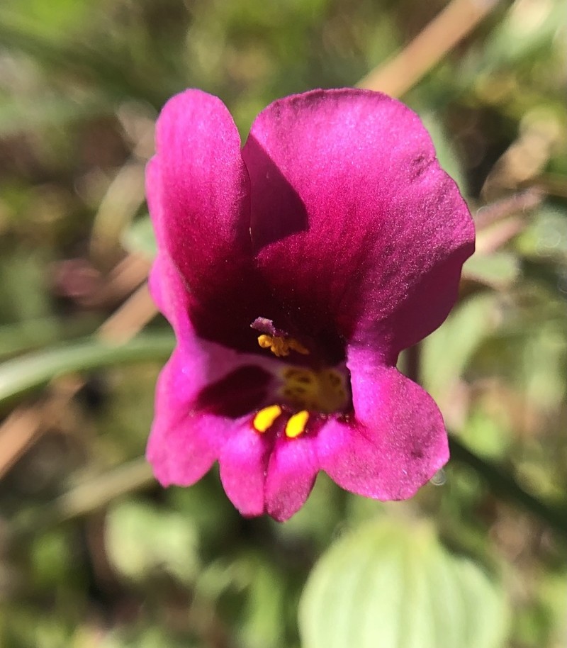 Kellogg's Monkeyflower photo 5