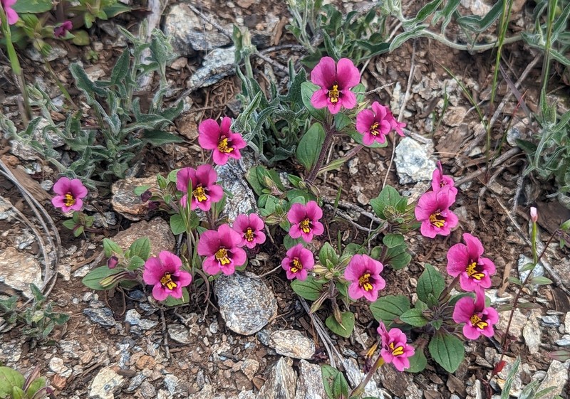 Kellogg's Monkeyflower photo 6
