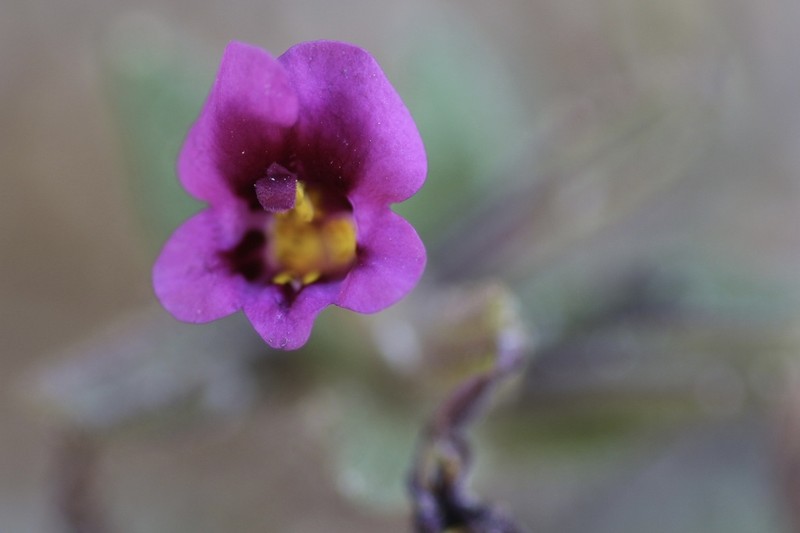 Kellogg's Monkeyflower photo 7