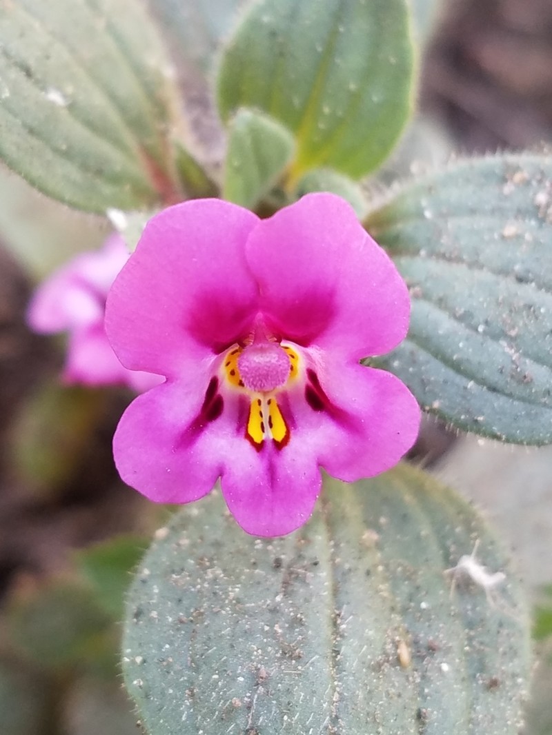 Kellogg's Monkeyflower photo 8