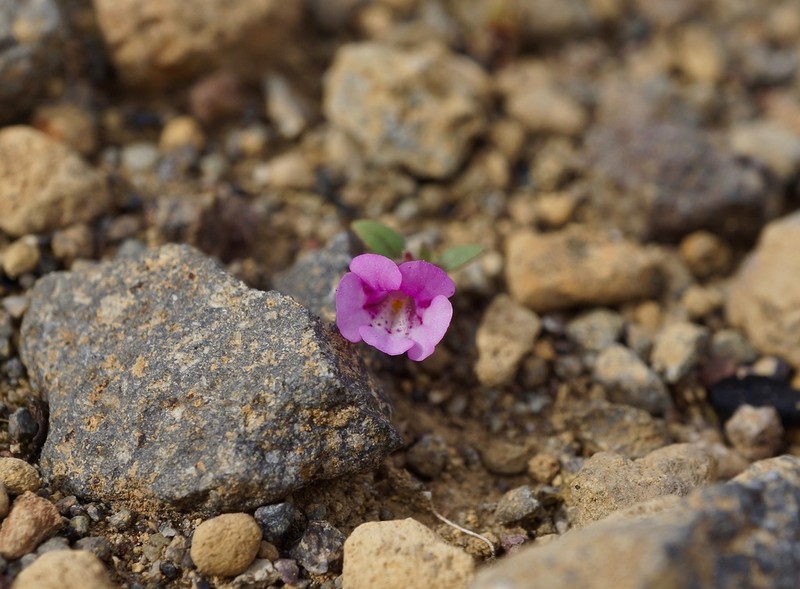 Serpentine Monkeyflower
