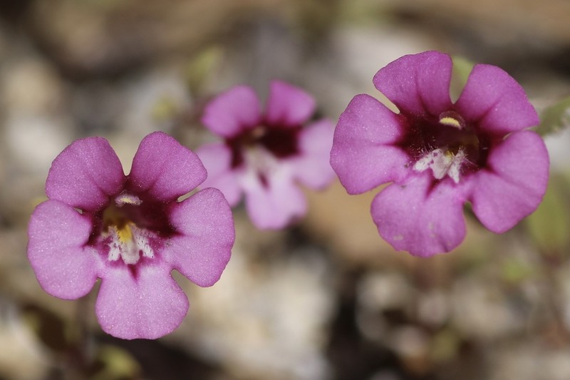 Serpentine Monkeyflower photo 2