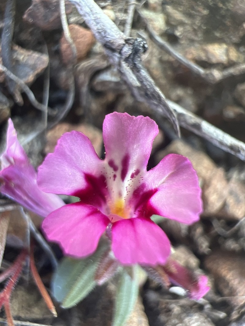 Serpentine Monkeyflower photo 3