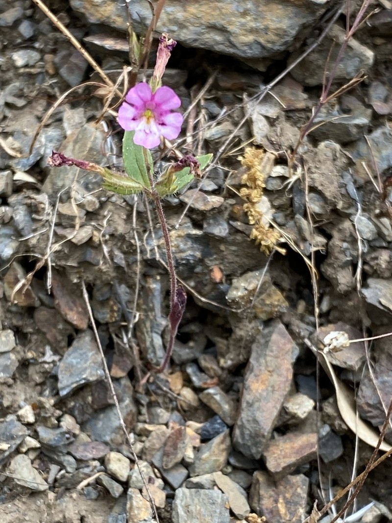 Serpentine Monkeyflower photo 4