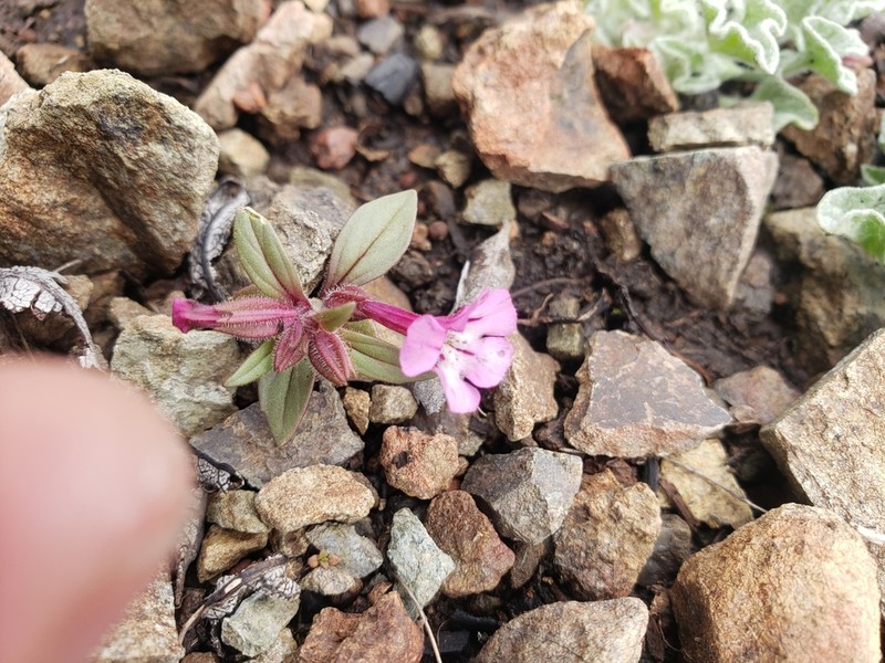 Serpentine Monkeyflower photo 5
