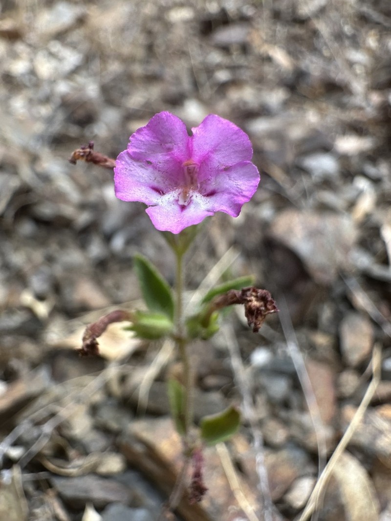Serpentine Monkeyflower photo 6
