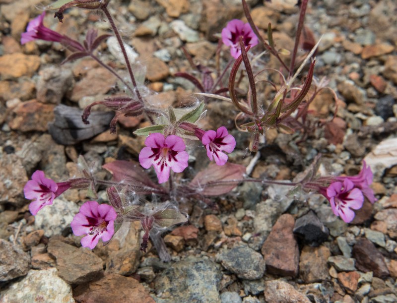Serpentine Monkeyflower photo 7