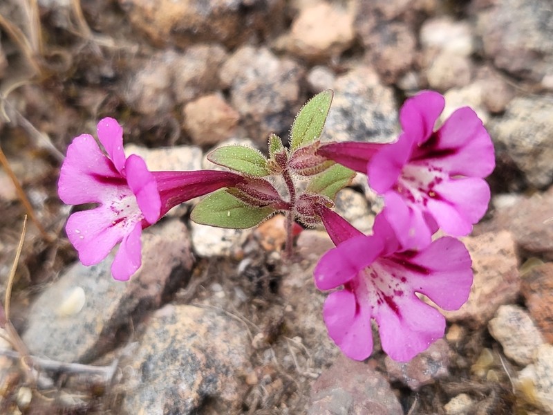 Serpentine Monkeyflower photo 8
