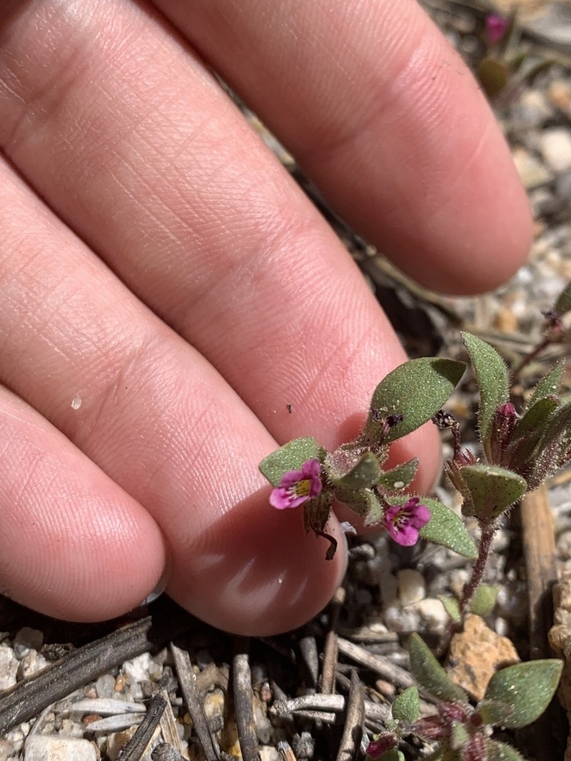 Slender Monkeyflower