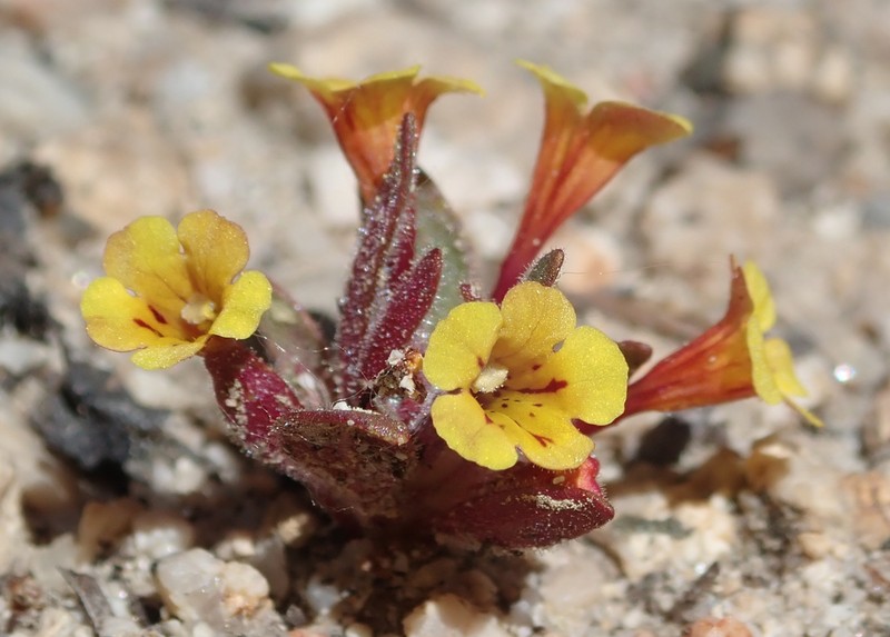 Slender Monkeyflower photo 2