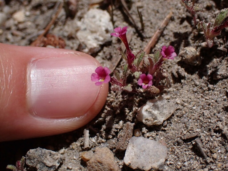 Slender Monkeyflower photo 3