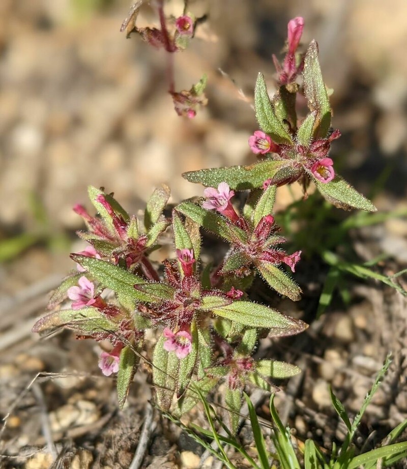 Slender Monkeyflower photo 4