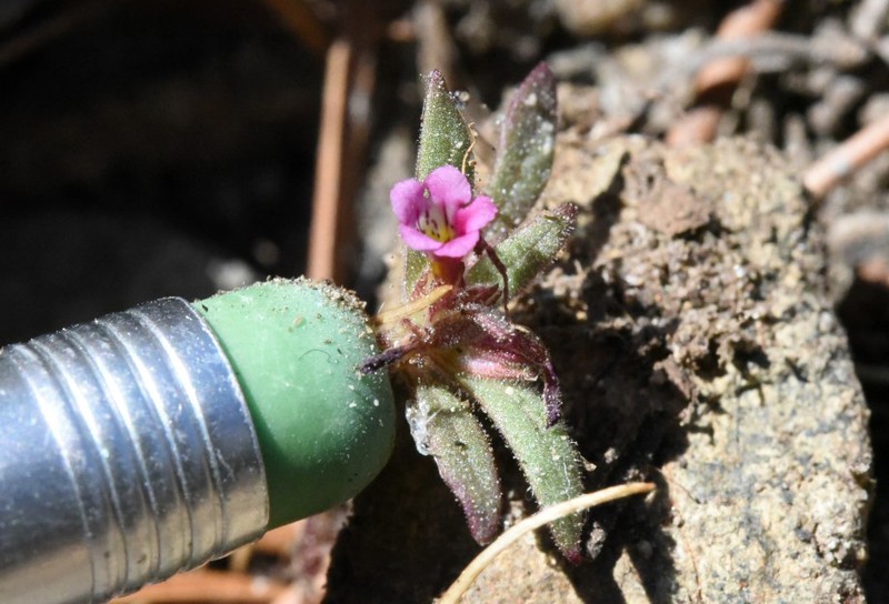 Slender Monkeyflower photo 5